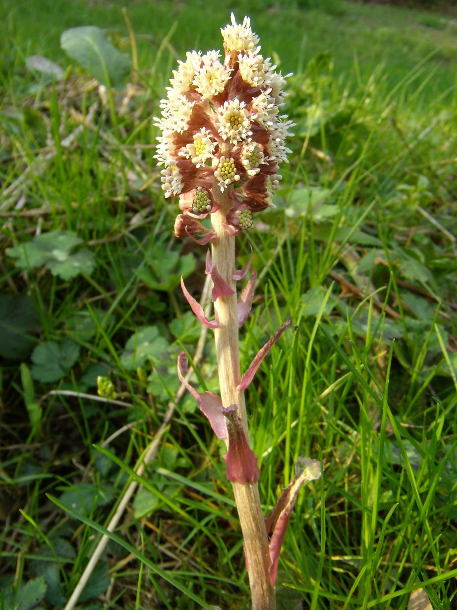 Petasites paradxus / Farfaraccio niveo